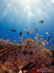 Reef Scene - Moyo island, Indonesia (Canon G9, Inon D2000w) by Marco Waagmeester 